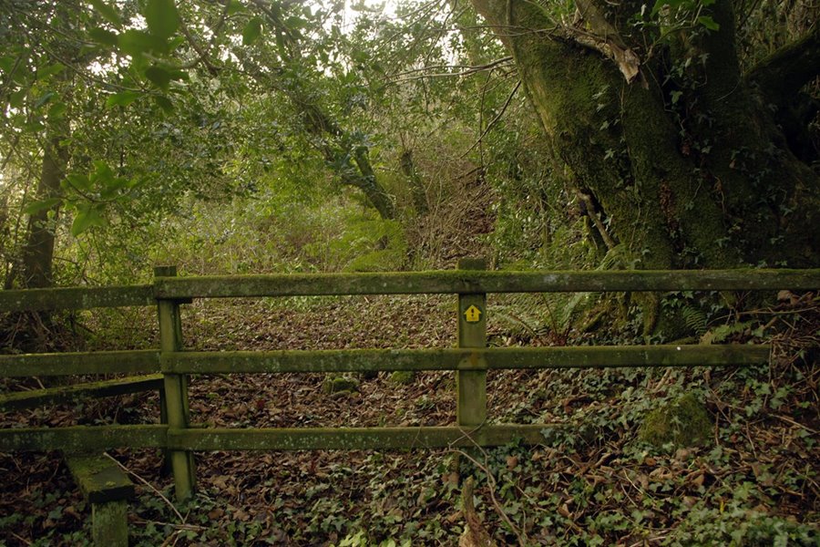 Footpath overgrowth