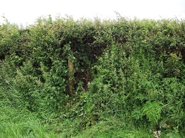 footpath obstruction