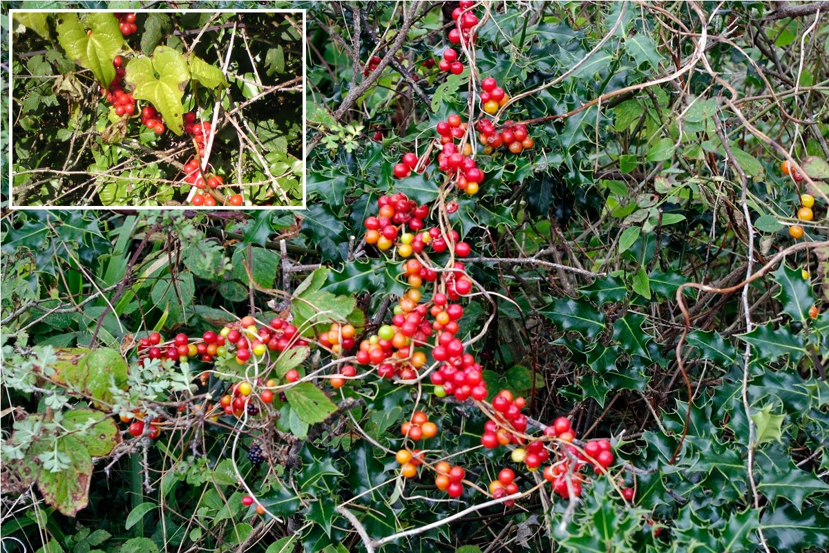 Black Bryony