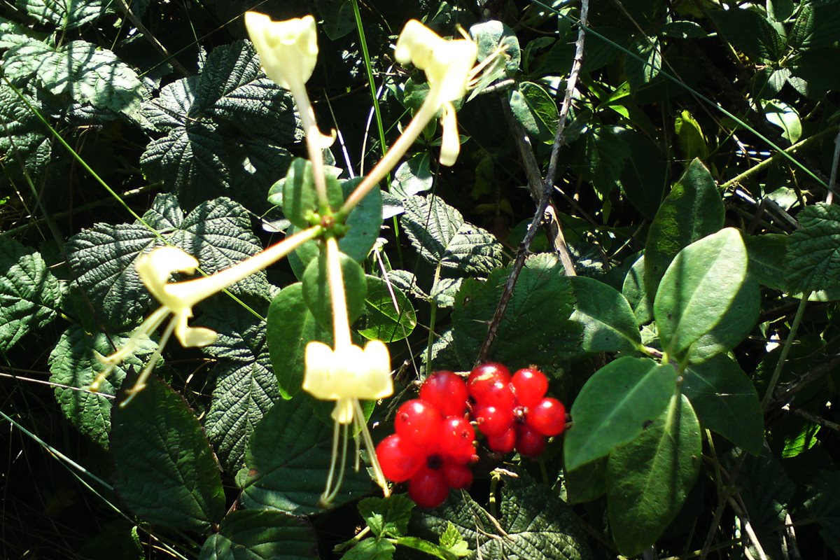 Honeysuckle