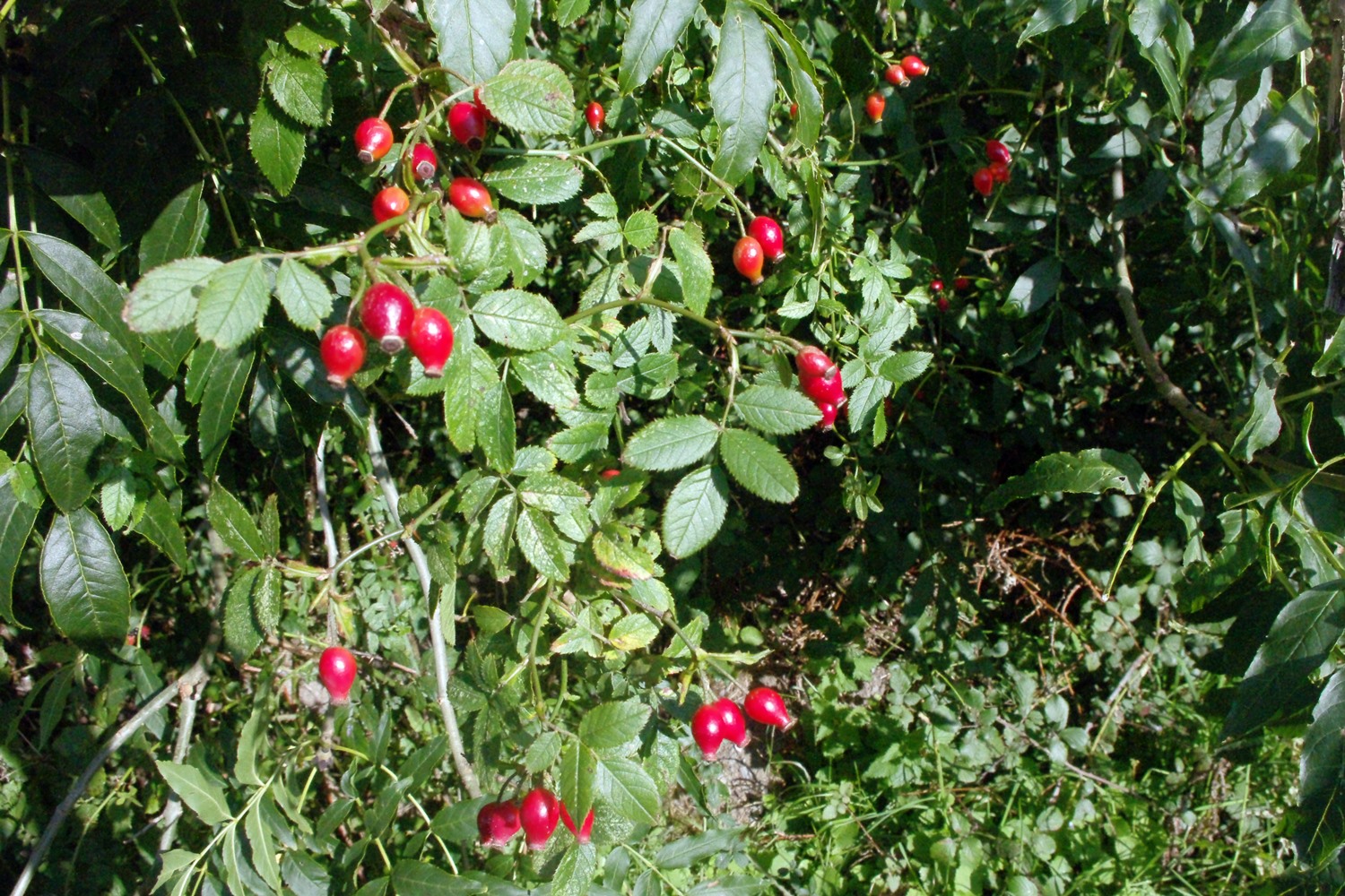 Dog Rose