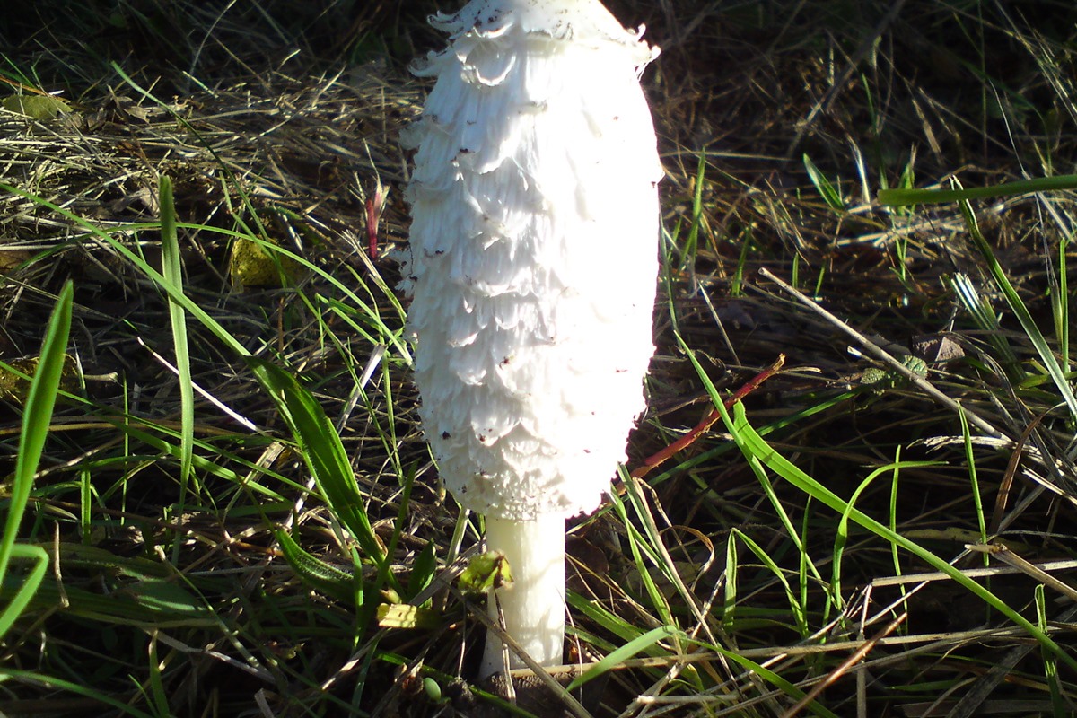 Shaggy Ink Cap