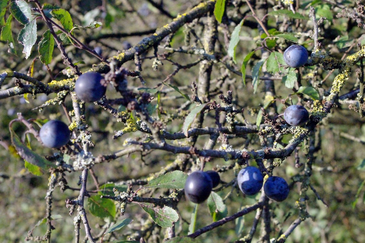 Blackthorn / Sloe