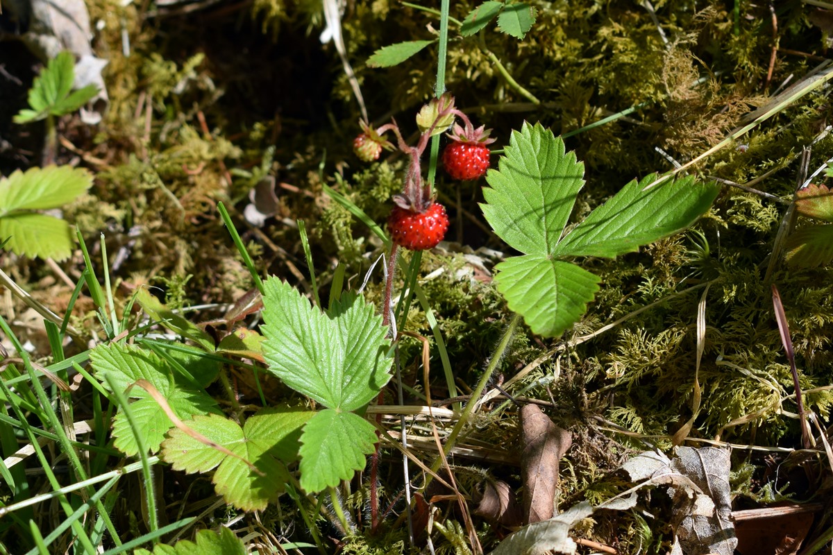 Wild Strawberry