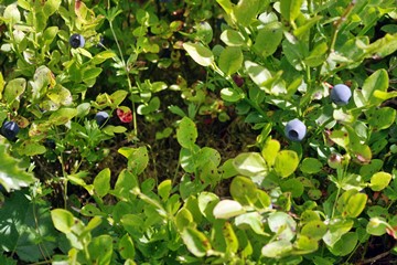 Bilberry