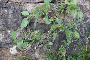 Black Nightshade