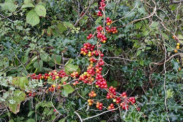 Black Bryony