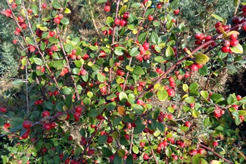 Cotoneaster