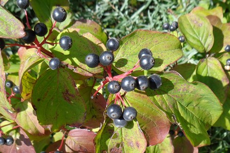 Dogwood
