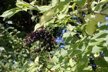 Elder