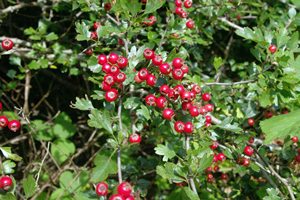 Hawthorn
