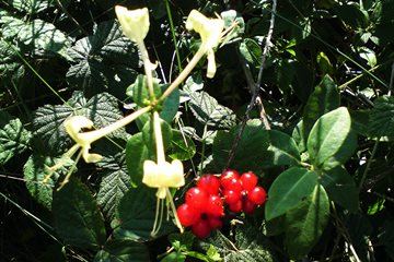 Honeysuckle