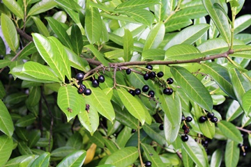 Cherry Laurel
