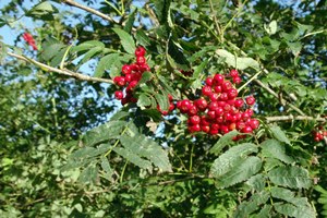 Rowan