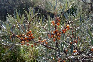 Sea Buckthorn