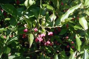 Spindle Tree
