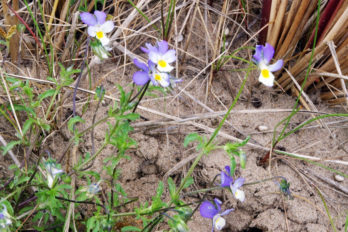 Dune Pansy