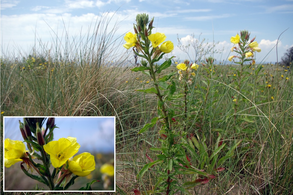 Evening Primrose