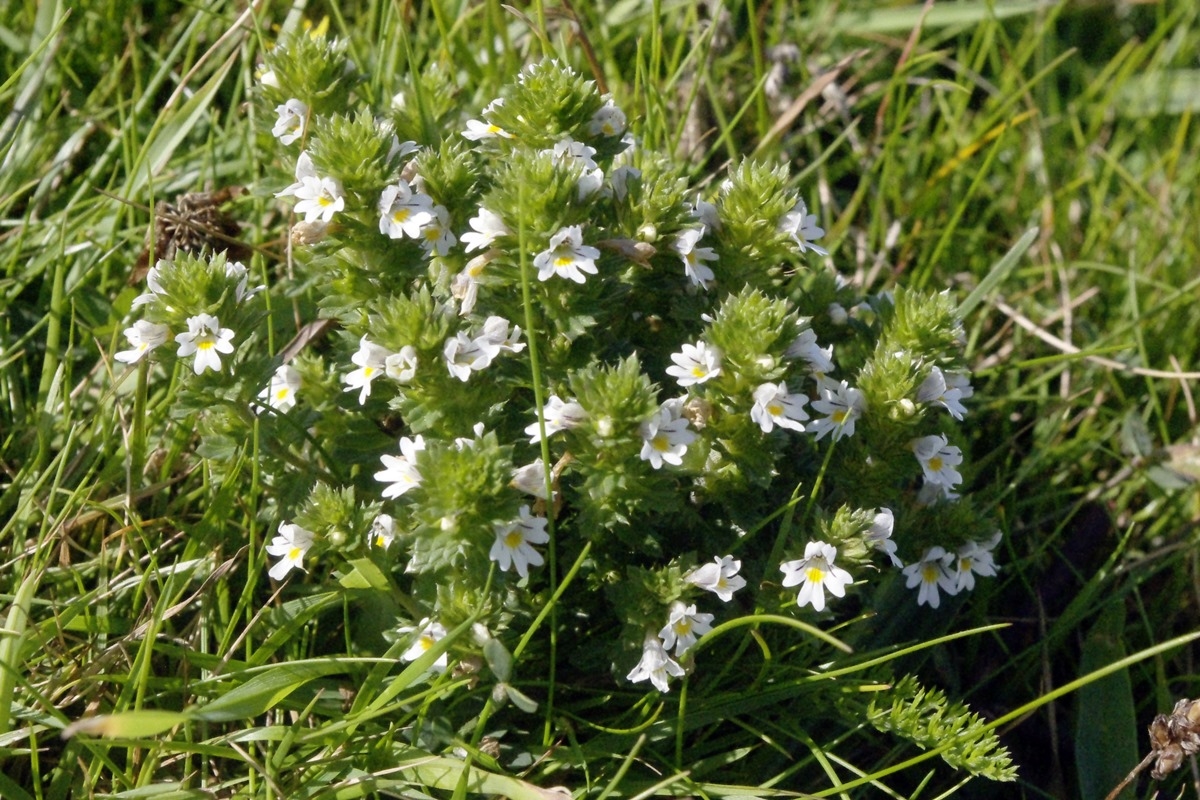 Eyebright