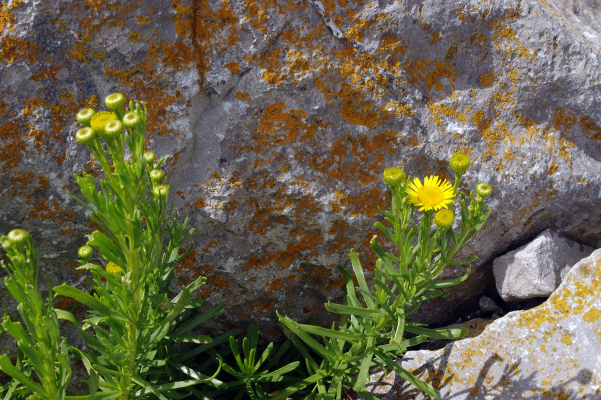 Golden Samphire