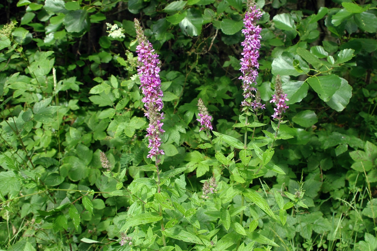 Purple loosestrife