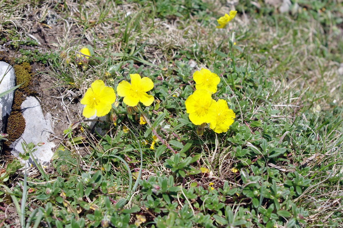 Common Rock-rose