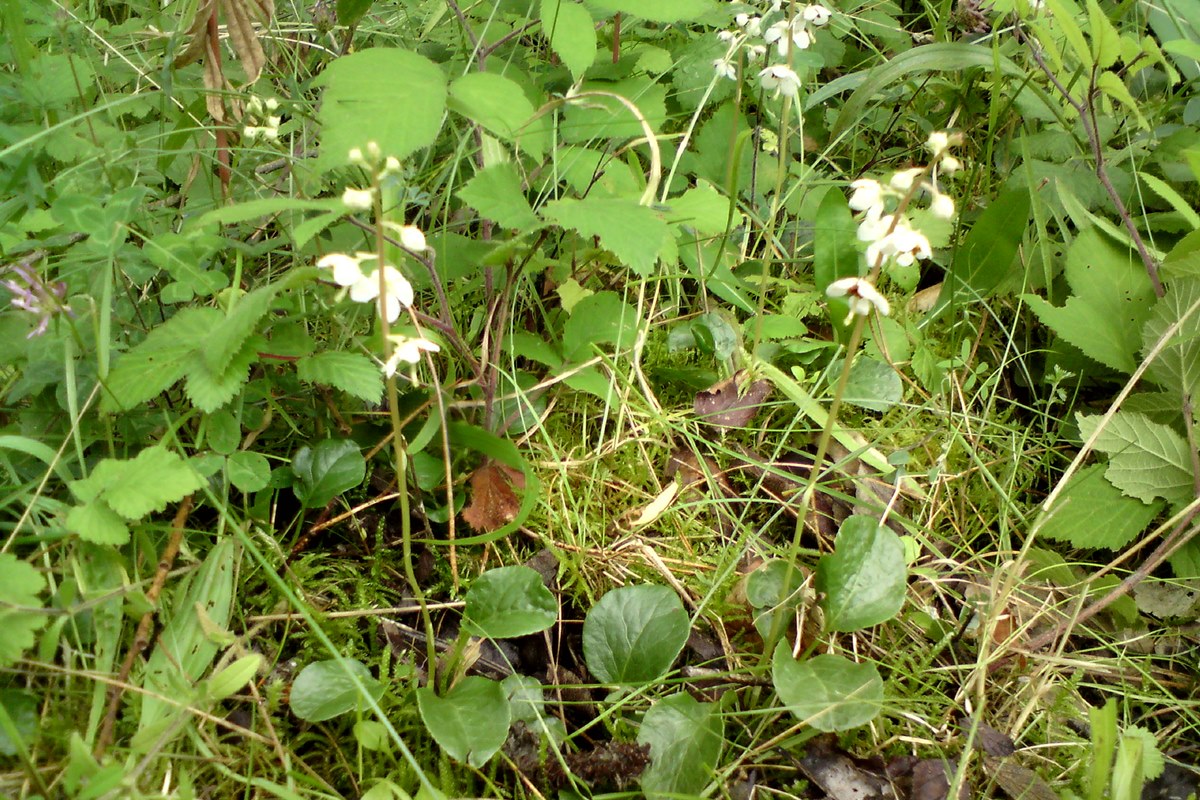 Round-leaved wintergreen