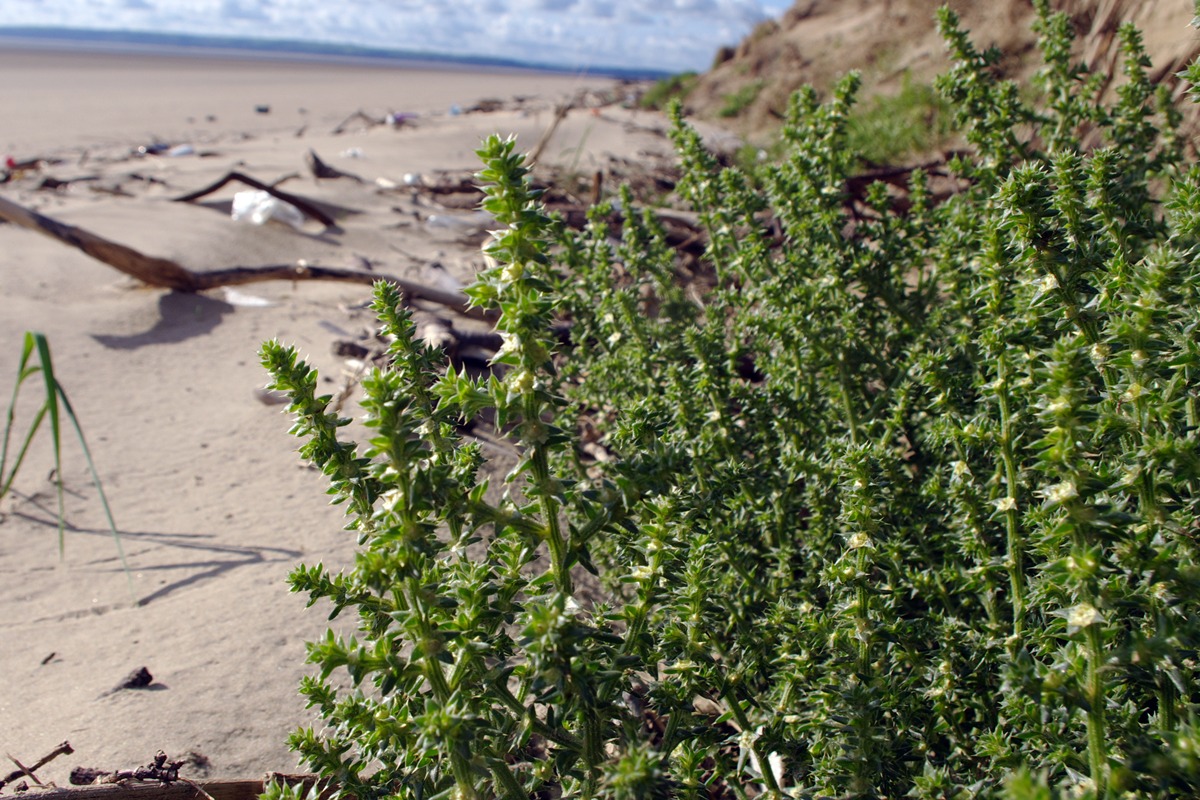 Prickly Saltwort