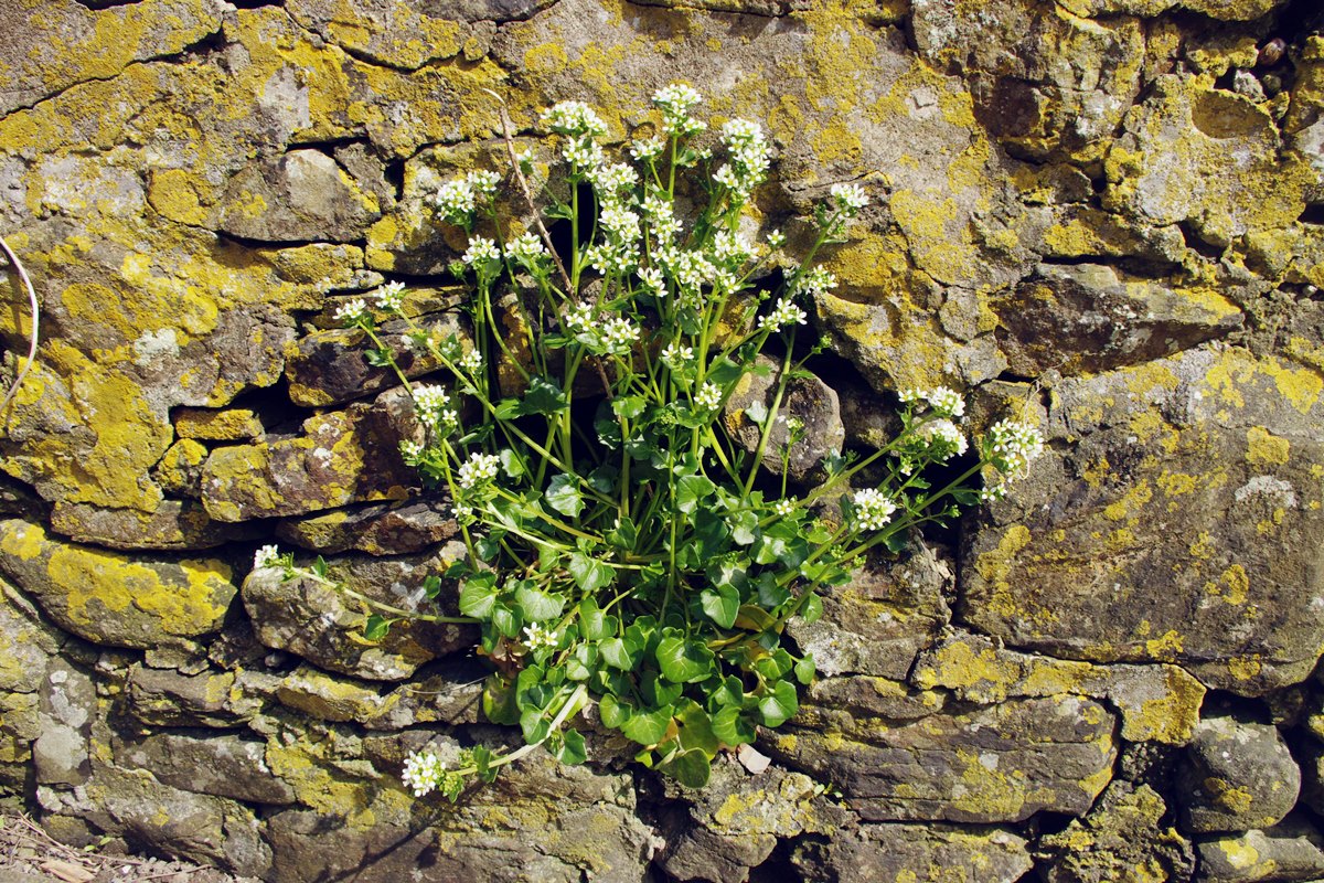 Common Scurvy Grass