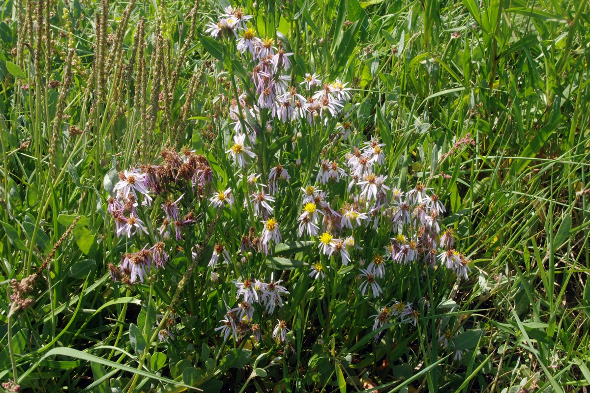 Sea Aster