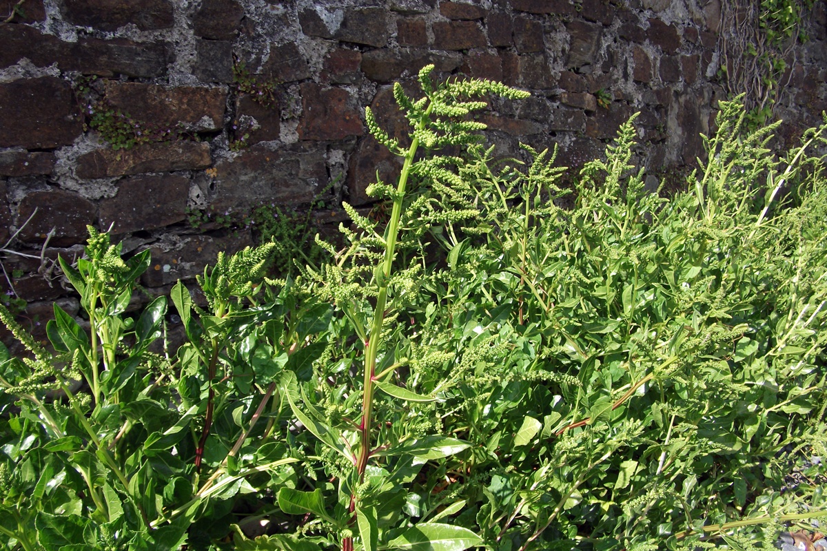 Sea Beet