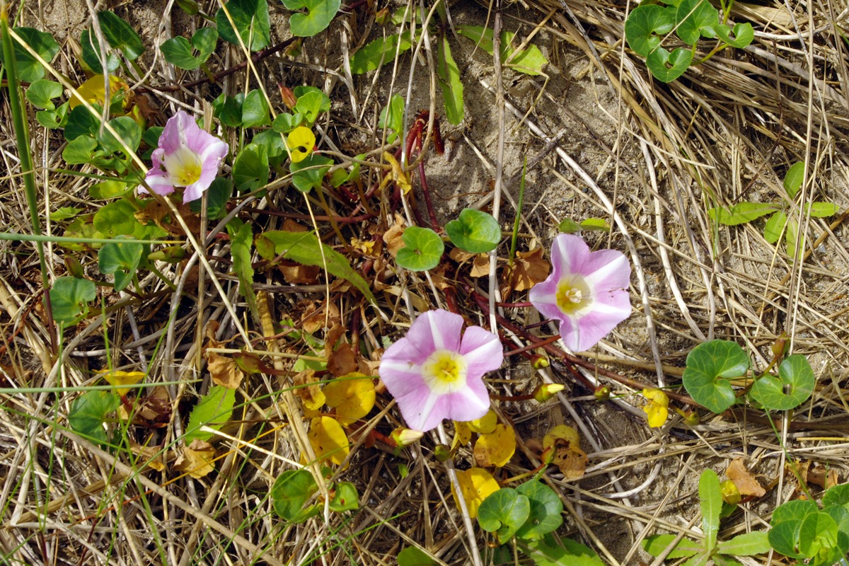 Sea Bindweed