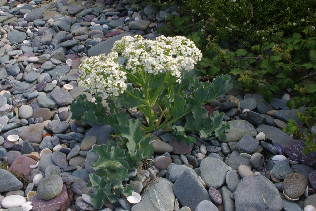 Sea Kale