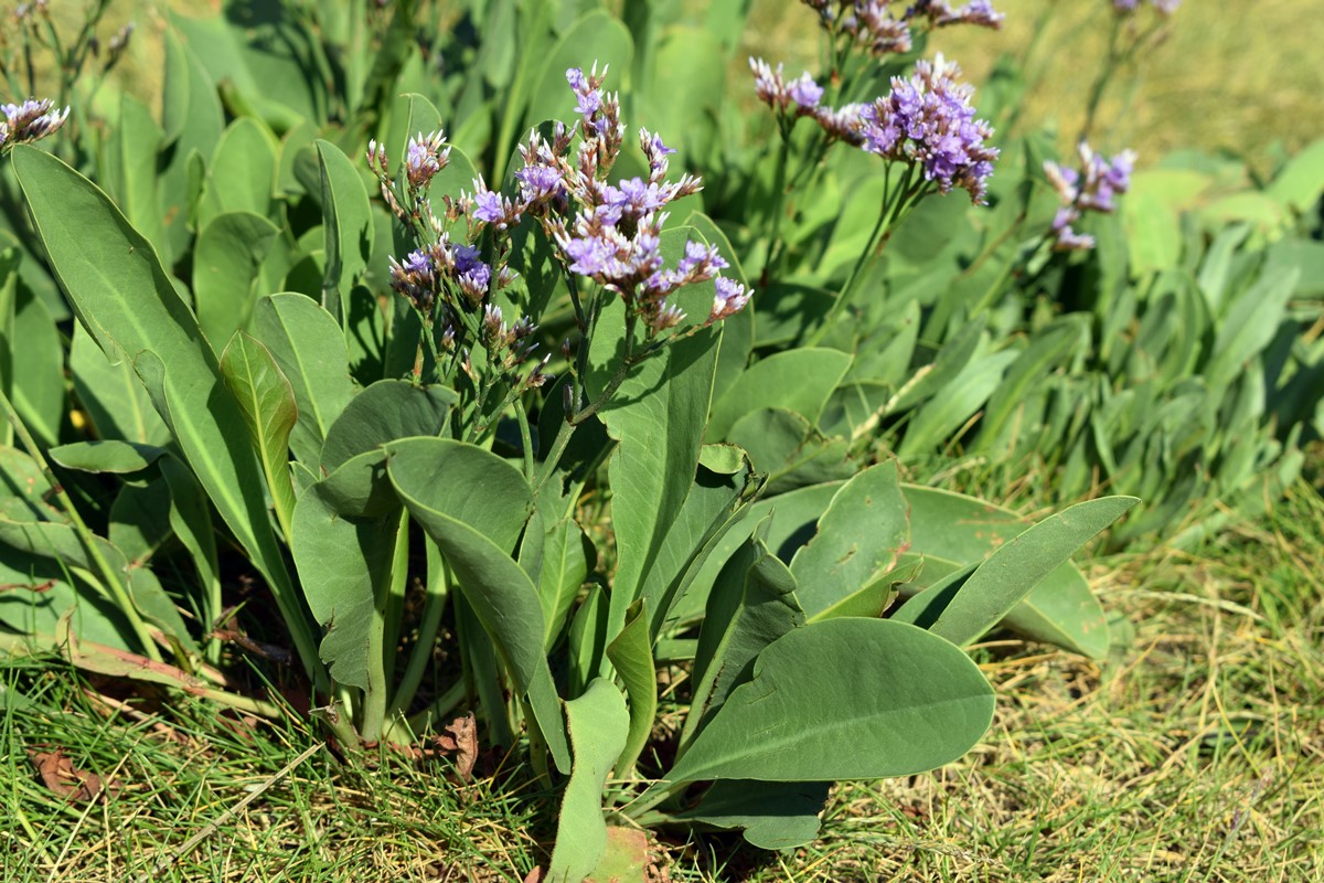 Common Sea Lavender