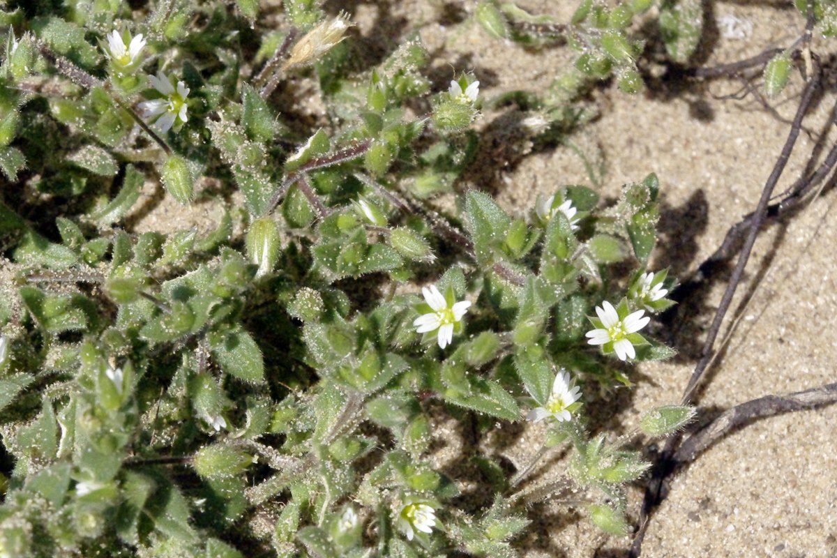 Sea Mouse-ear