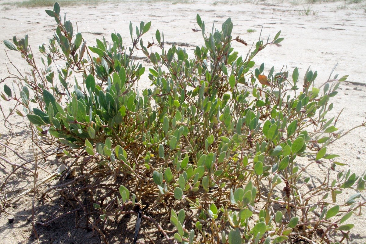 Sea purslane