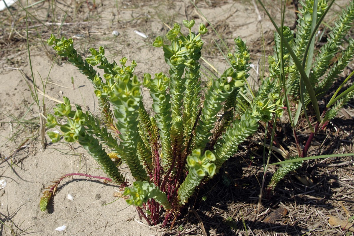 Sea Spurge