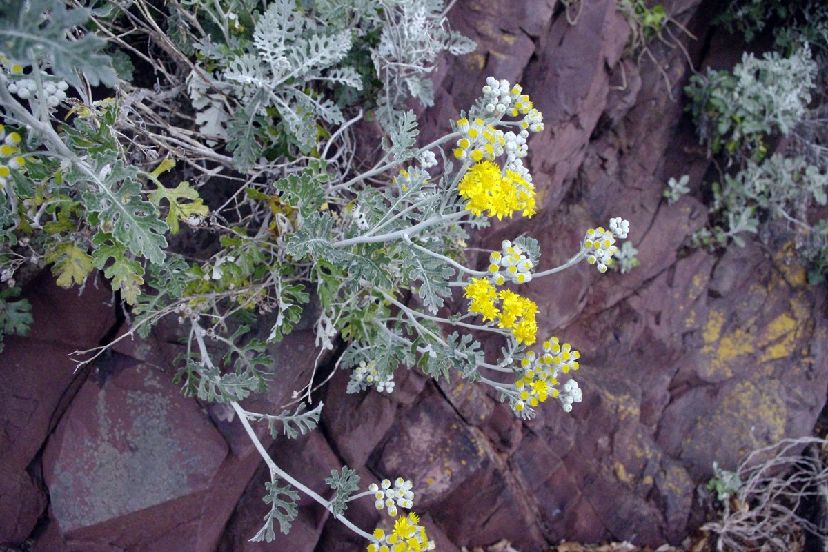 Silver Ragwort