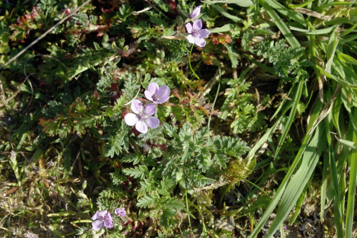 Common Storksbill