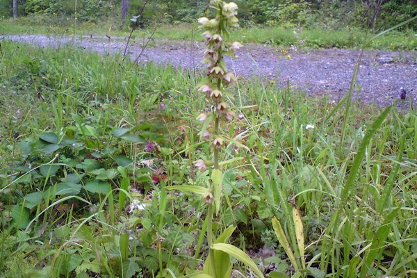 Twayblade