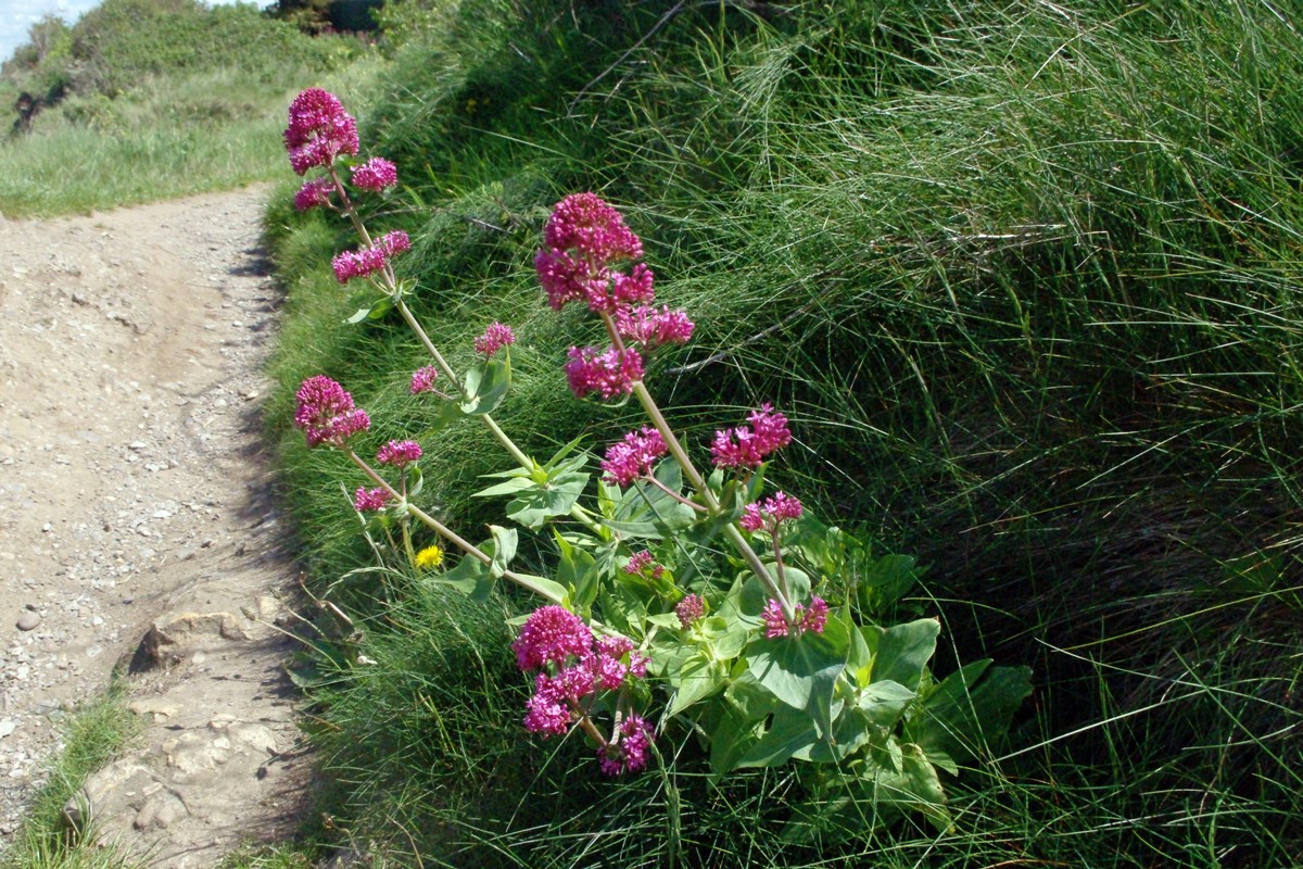 Red Valerian