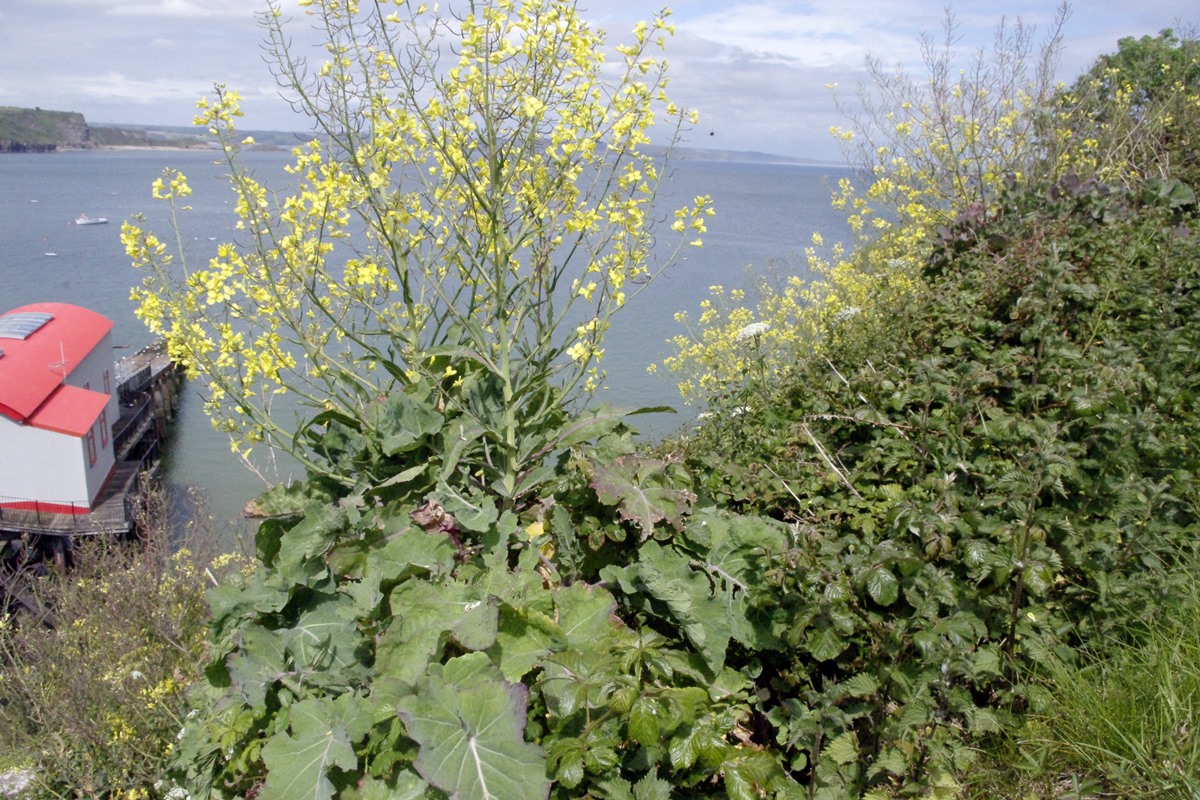 Wild Cabbage