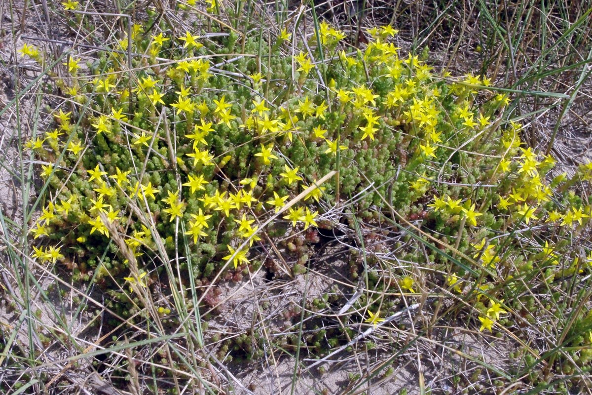 Yellow Stonecrop