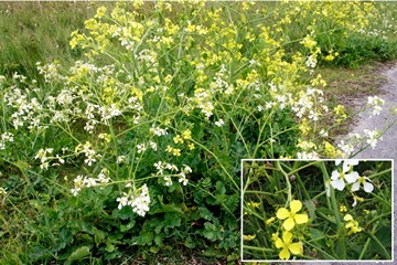 Black Mustard