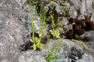 Brookweed