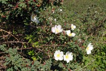 Burnet Rose
