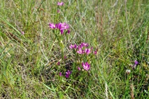 Common Centaury