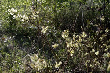 Creeping Willow