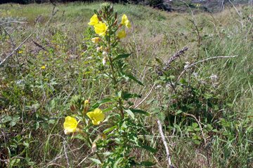 Evening Primrose