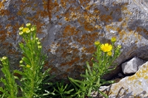 Golden Samphire